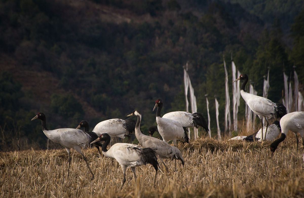 Black-necked cranes feeding in the Phobjikha valley