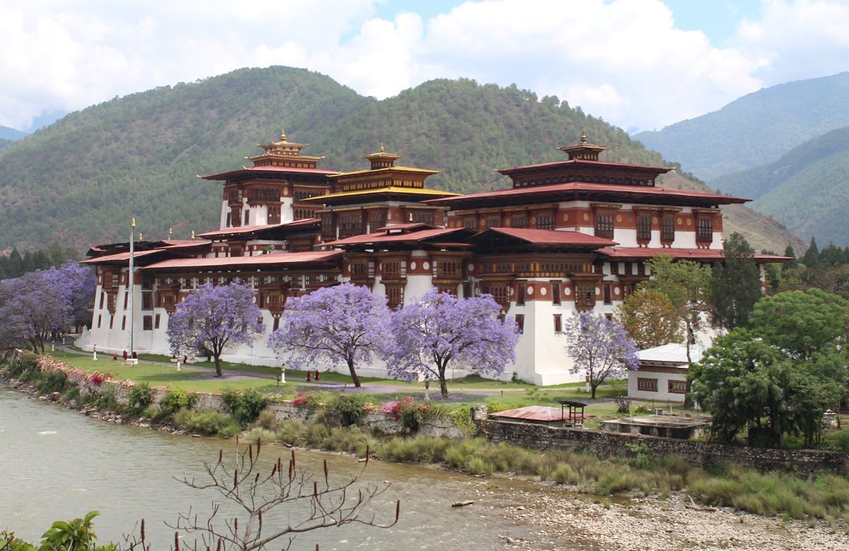 Punakha Dzong with jacaranda in flower