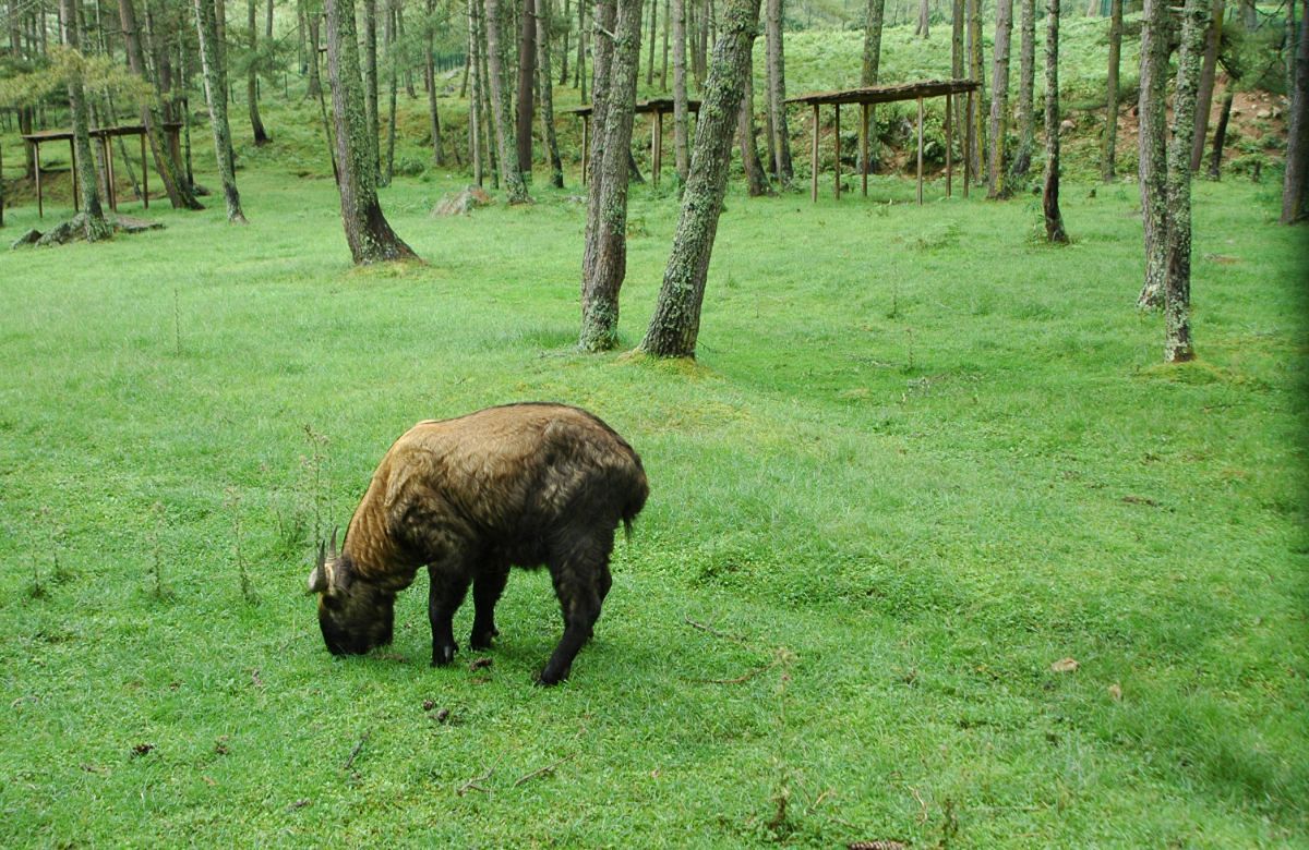 A takin, Bhutan's national animal